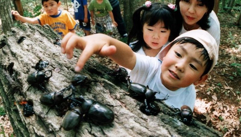 bắt côn trùng ở nhật bắt côn trùng ở nhật